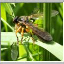 Dioctria cothurnata - Raubfliege 07.jpg